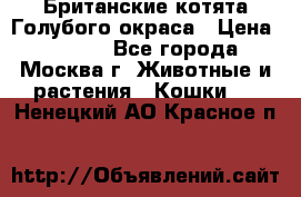 Британские котята Голубого окраса › Цена ­ 8 000 - Все города, Москва г. Животные и растения » Кошки   . Ненецкий АО,Красное п.